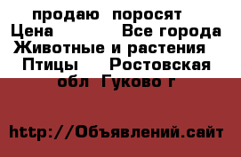 продаю  поросят  › Цена ­ 1 000 - Все города Животные и растения » Птицы   . Ростовская обл.,Гуково г.